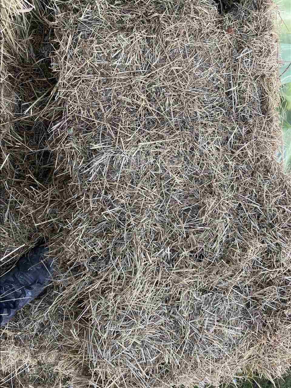Shiten-dongji-2-5