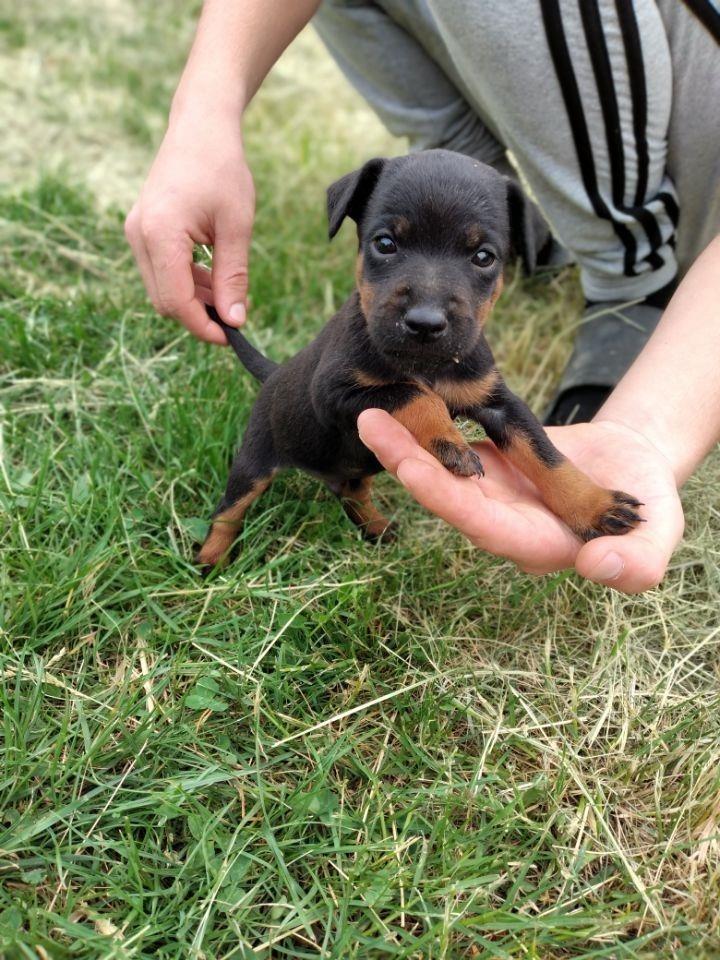 Terrier-
