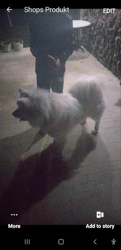 Samojed rus