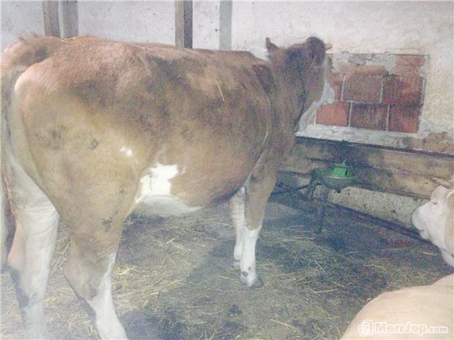 Mushtjerra-