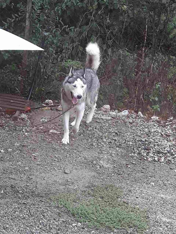 Hasky