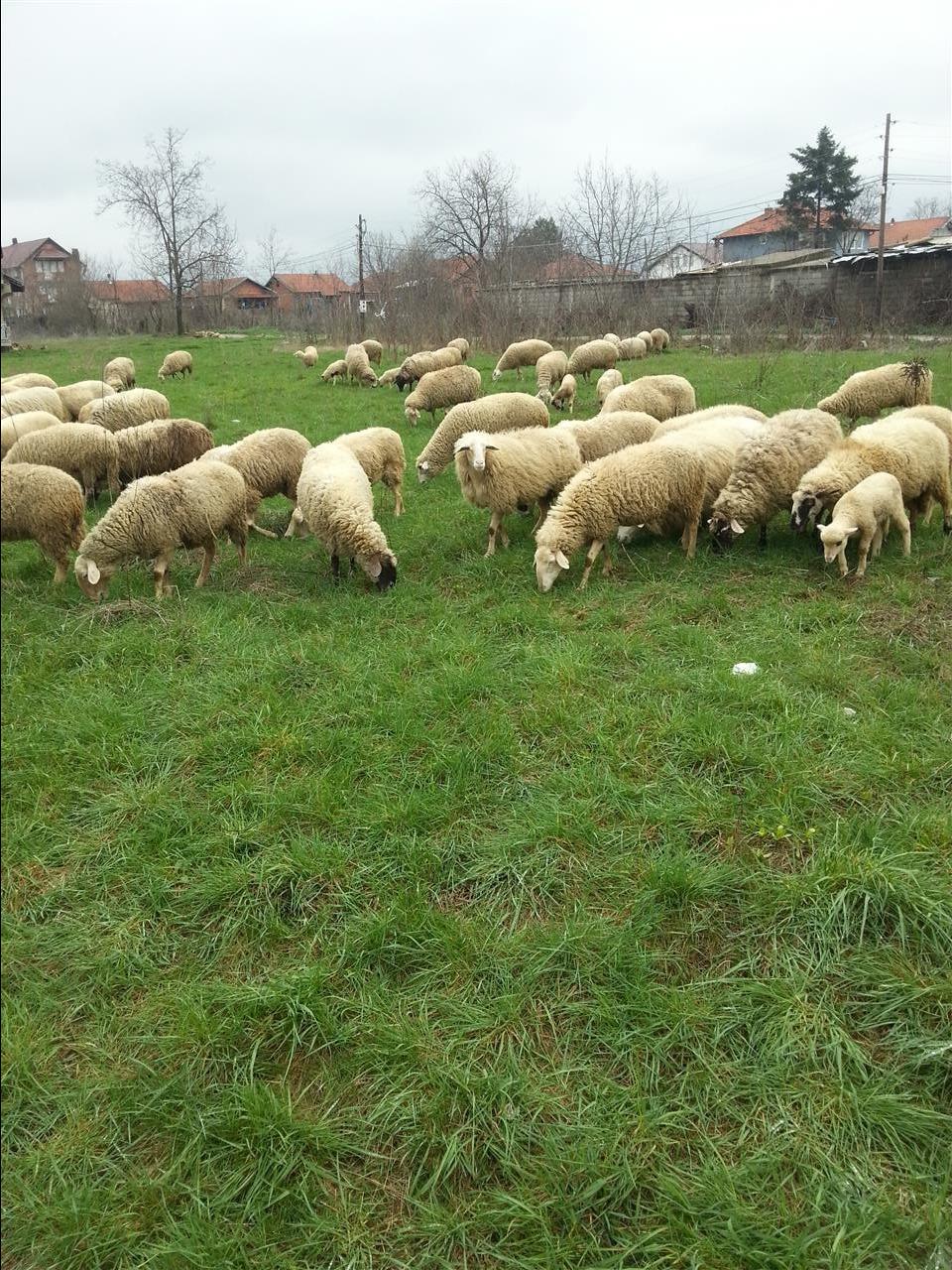 Delet-ne-shitje