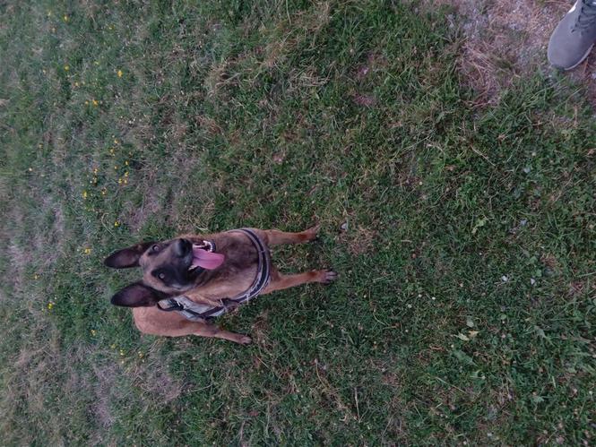 Malinois