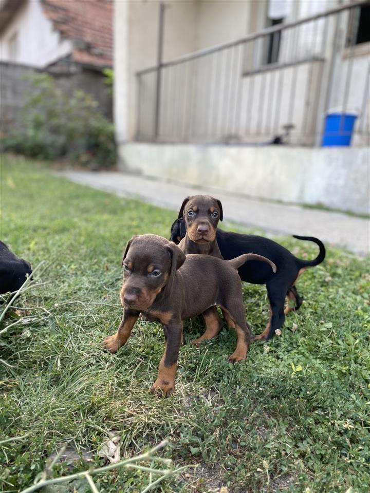 Doberman