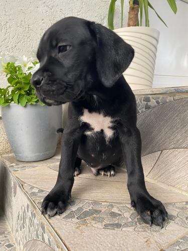 Cane Corso