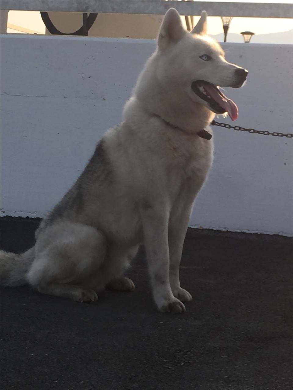 Hasky