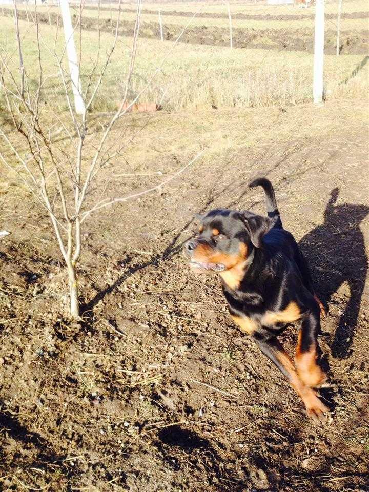 Rottwaler