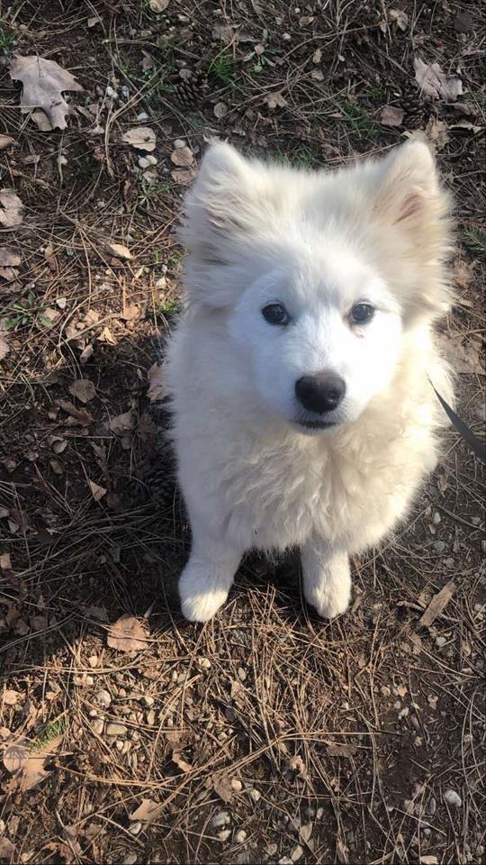 Samoyed