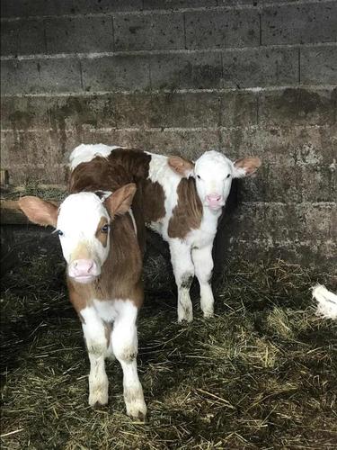 Vjeta meshkuj
