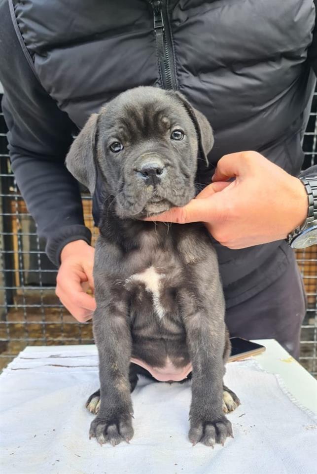 Cane-Corso