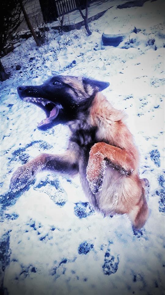 Belgian-Malinois