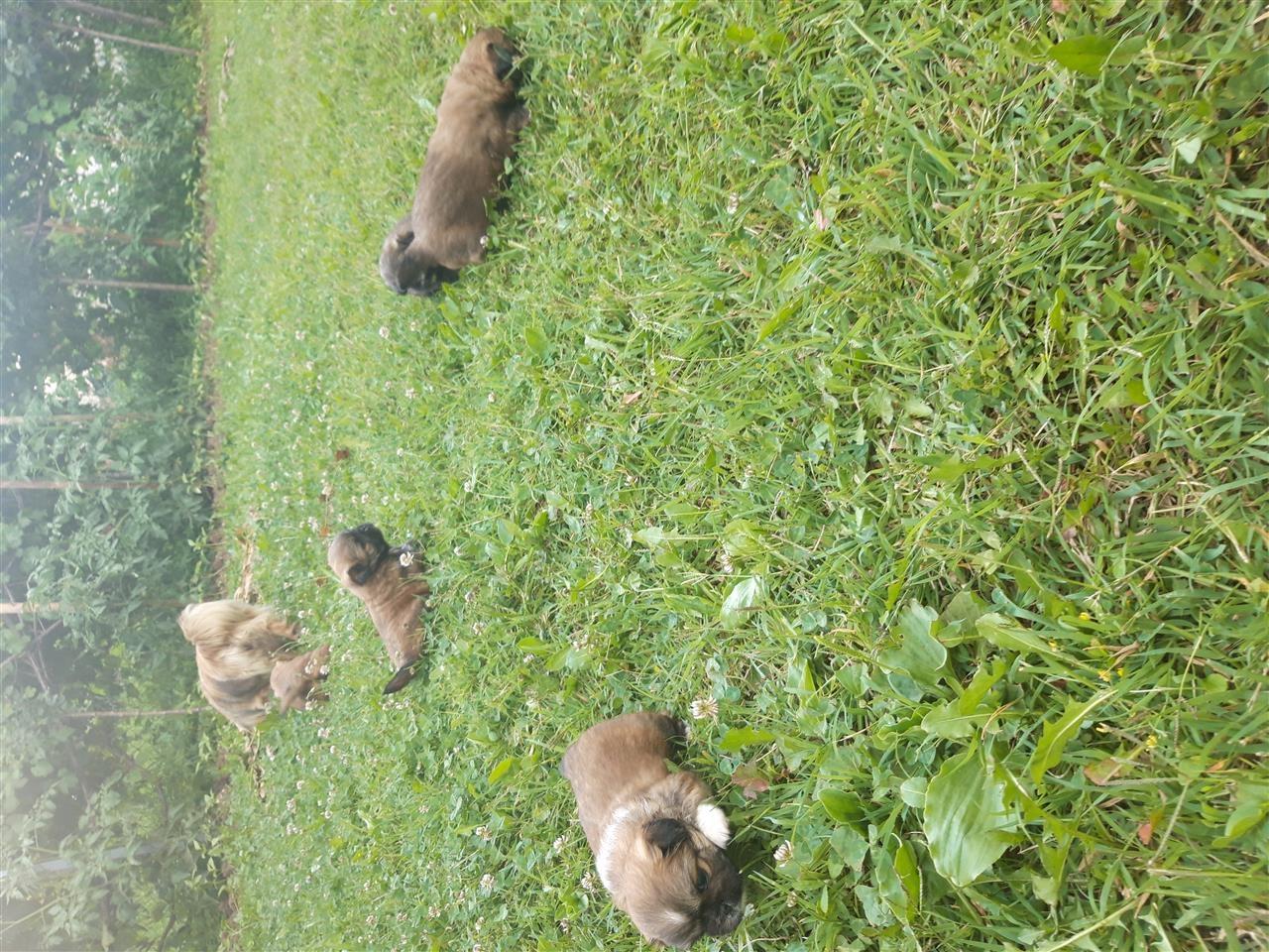 -Pekinizer