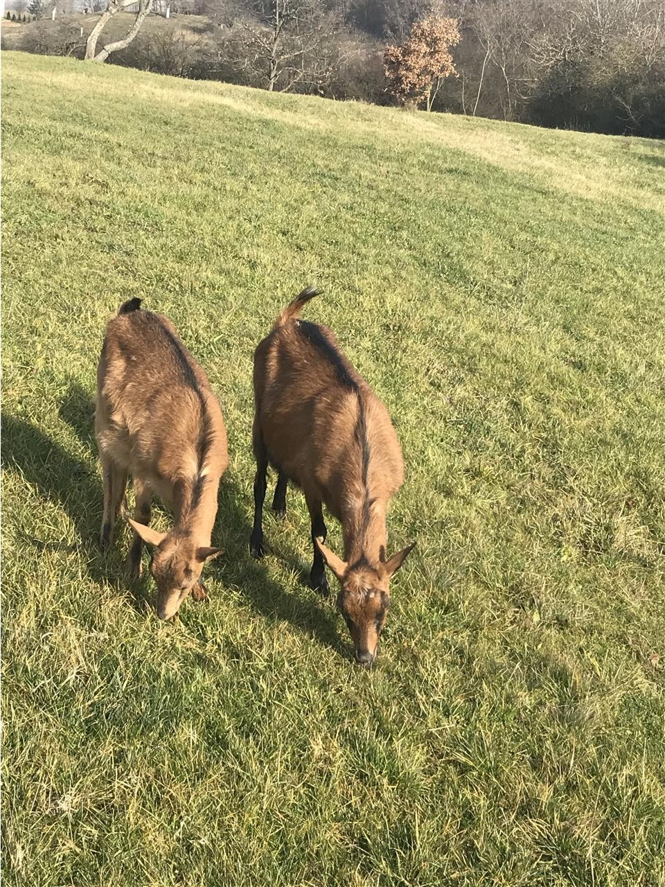 Dhi