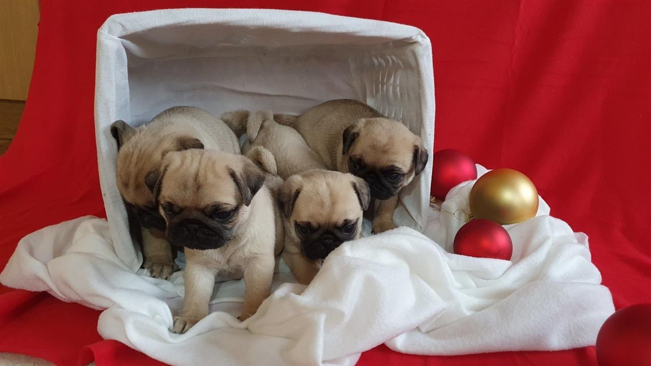 Pugg