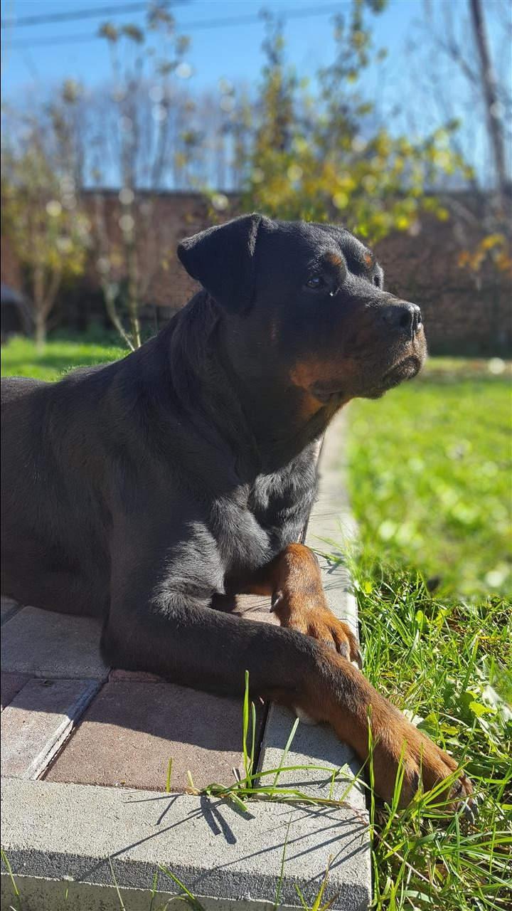 Rottweiler