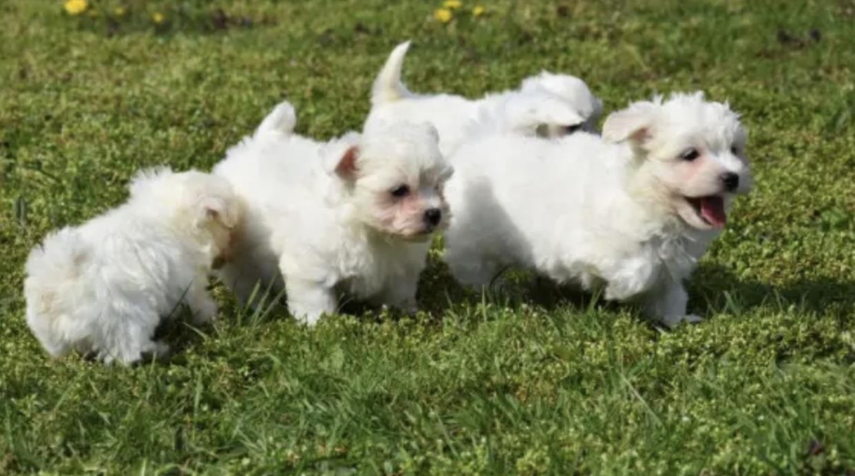 Maltezer