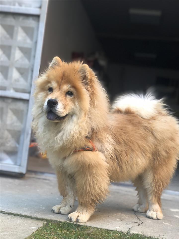 Chow-chow