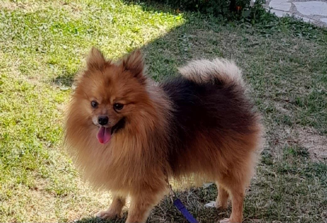 Pom