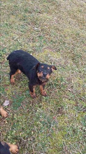 Terrier mashkull klysh