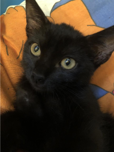 Kotele per adoptim