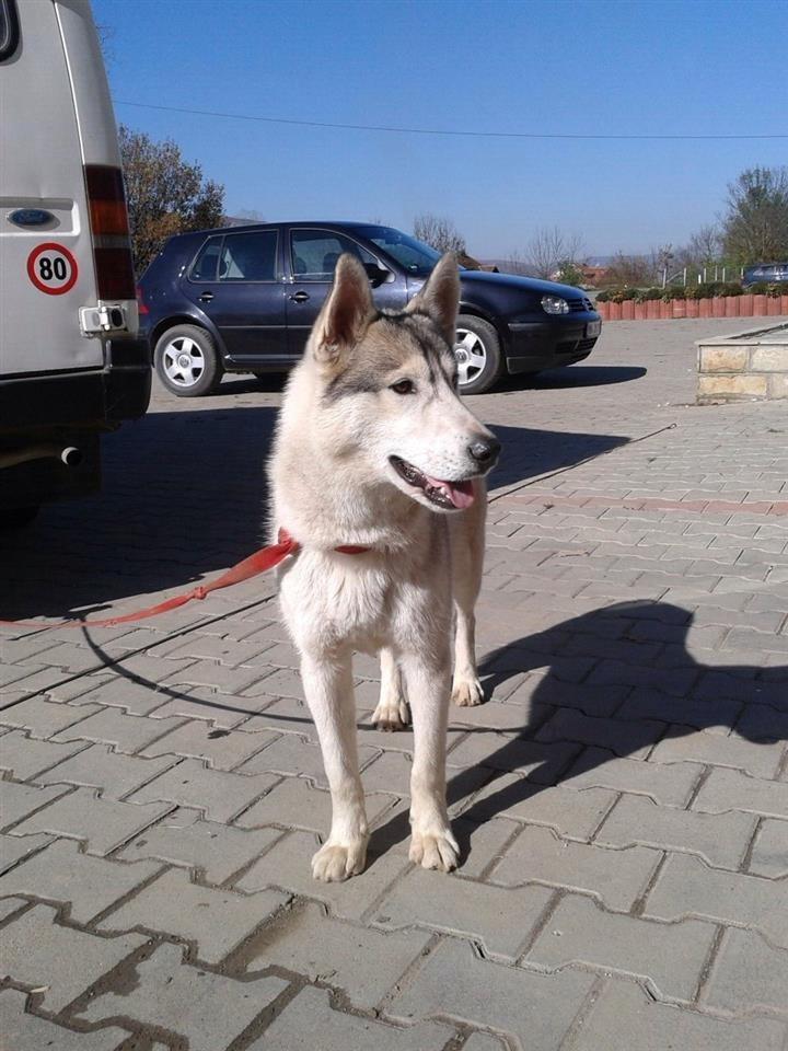 Haski