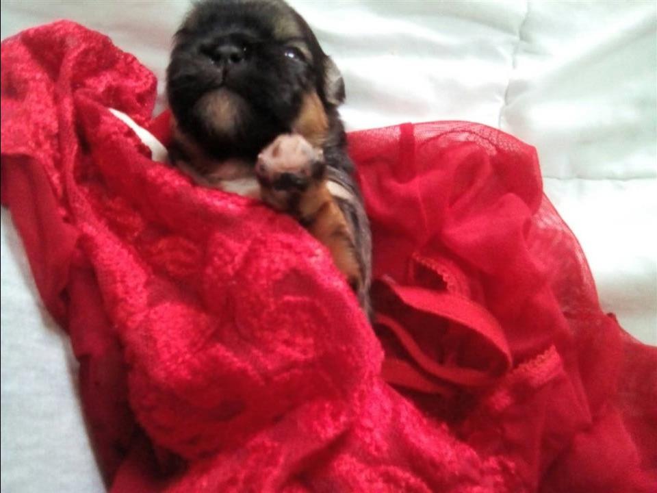 qen-shih-tzy