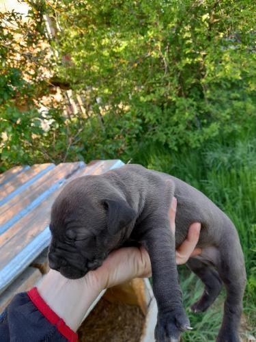Pitbull 