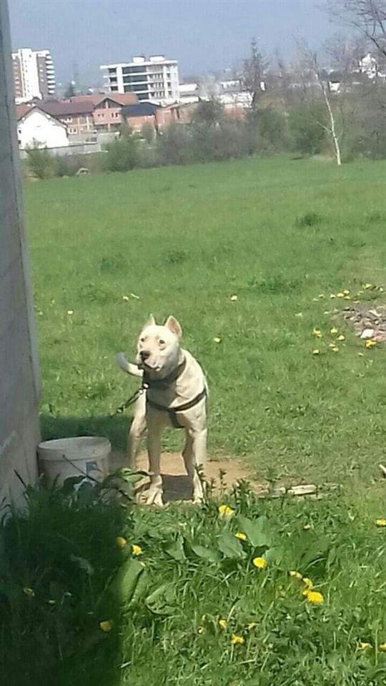 Dogi-
