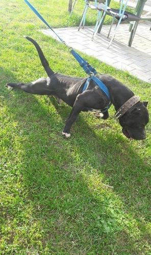 Pitbull