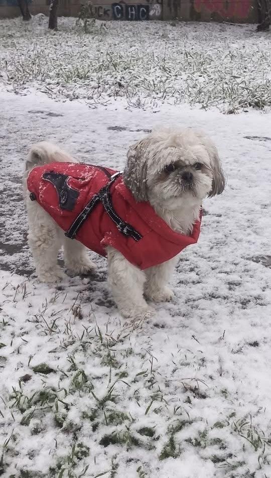 Shihtzu