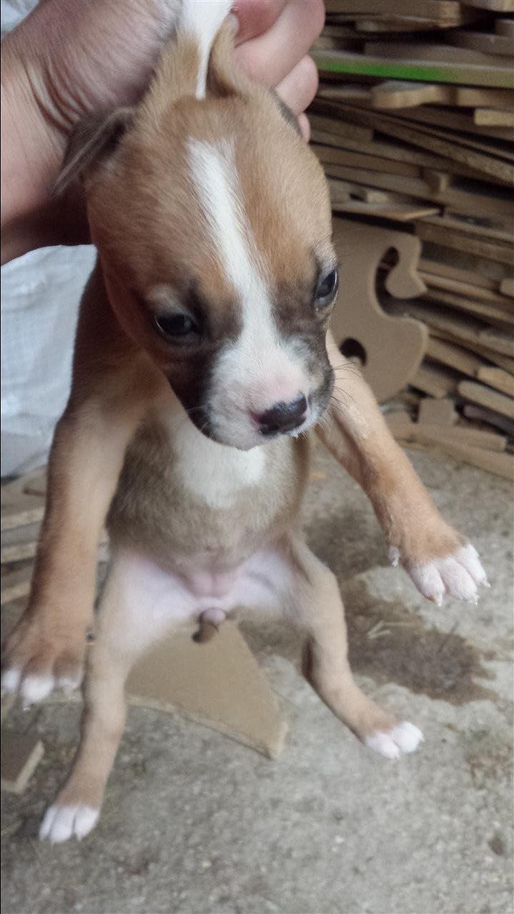 Pitbulla