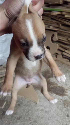 Pitbulla