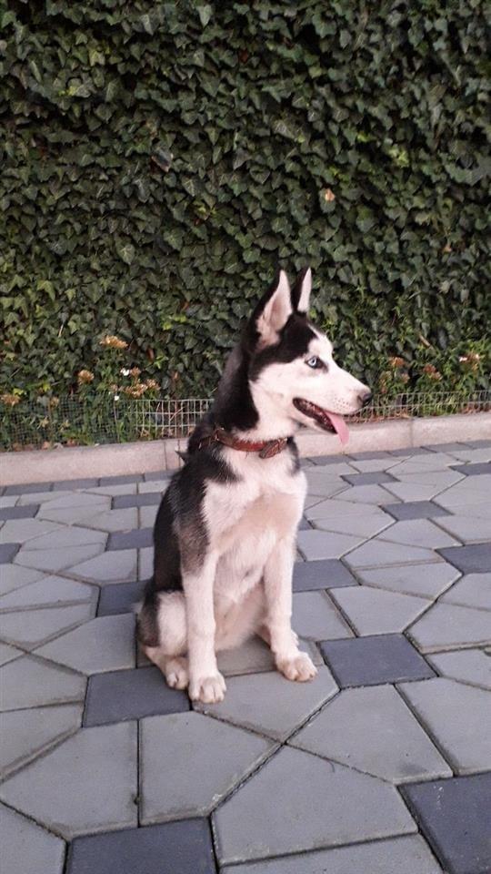 Haski