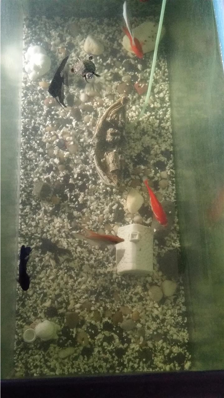 akfarium