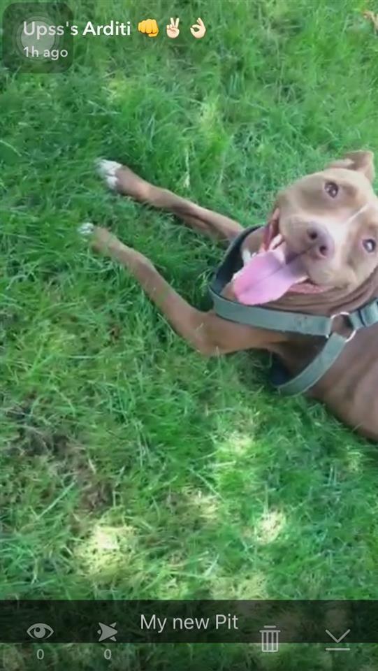 Pitbull-Rednose