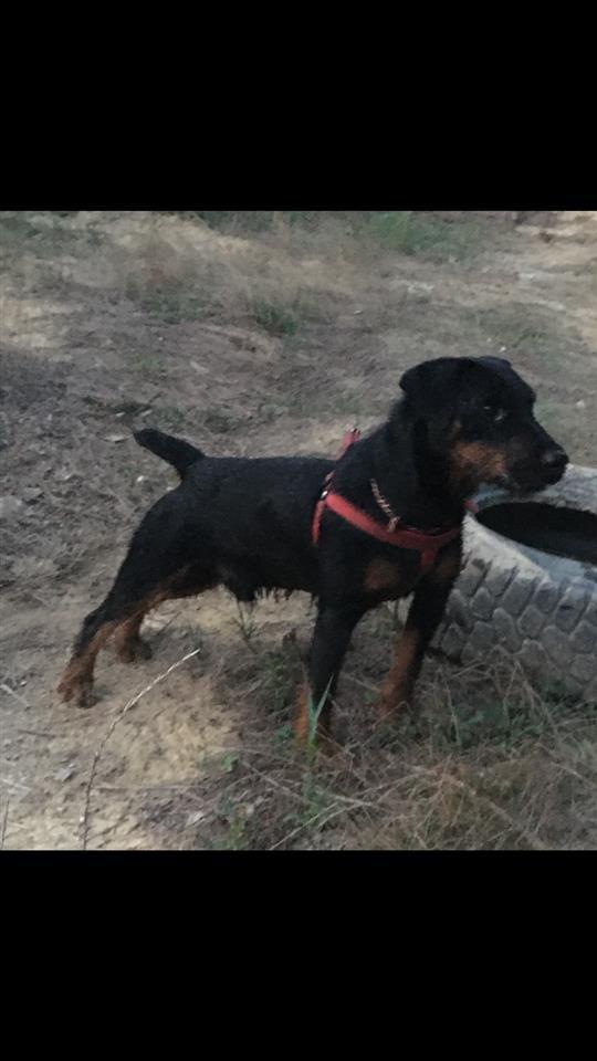 Terrier