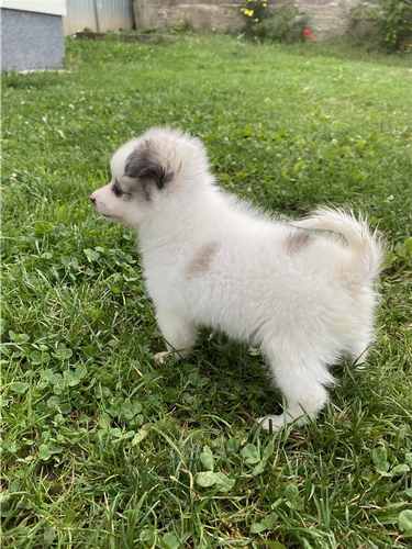 minishpic minispitz 