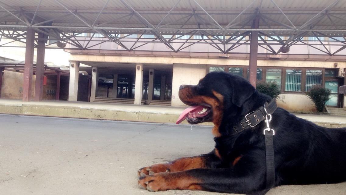 Rottweiler