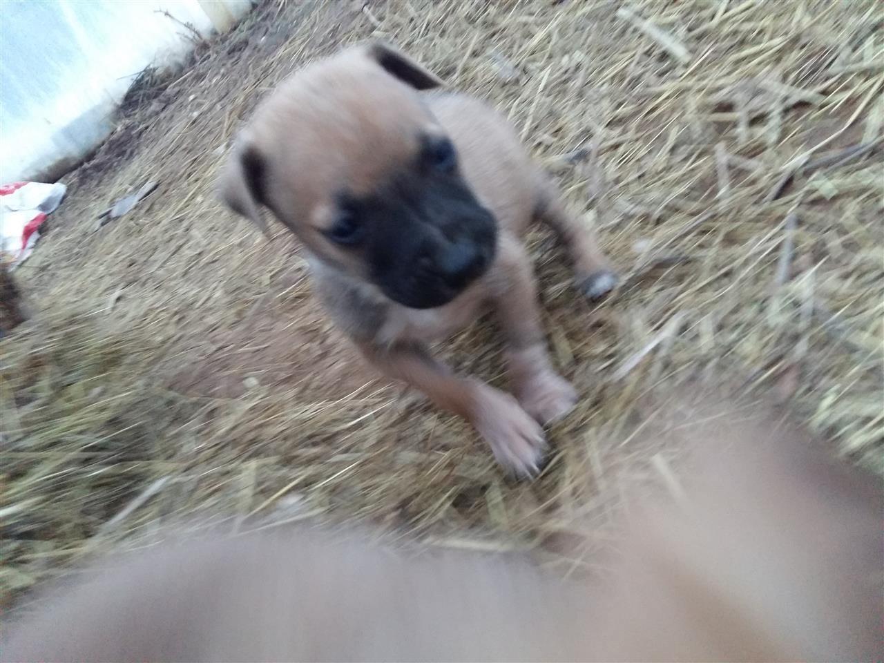 Pitbull