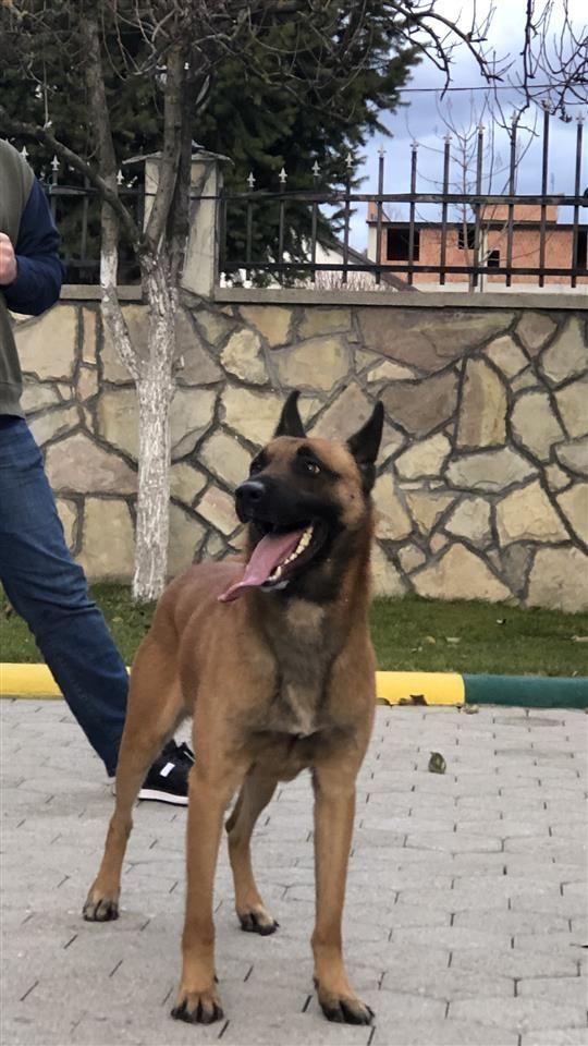 Malinois-belg