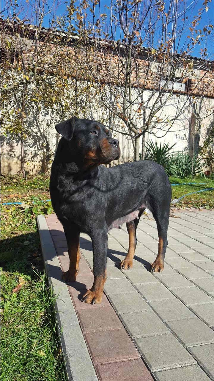 Rottweiler