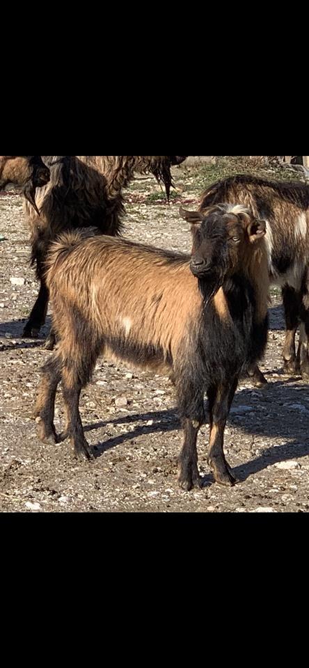 Edha-