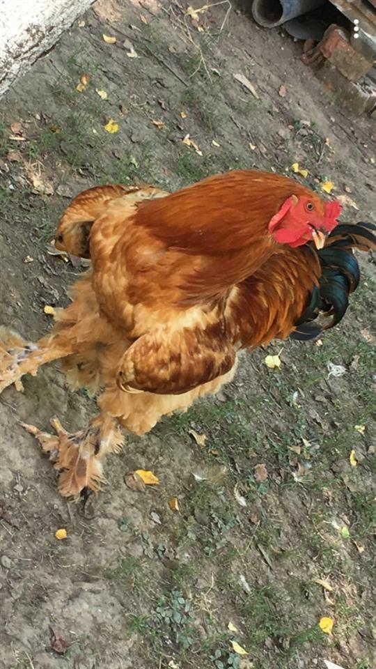 shiten-dy-gjelat-