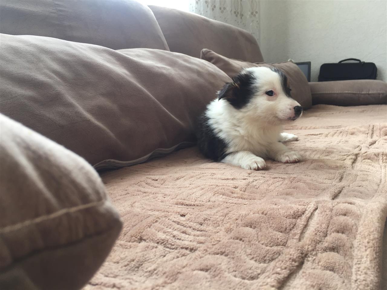 Buba