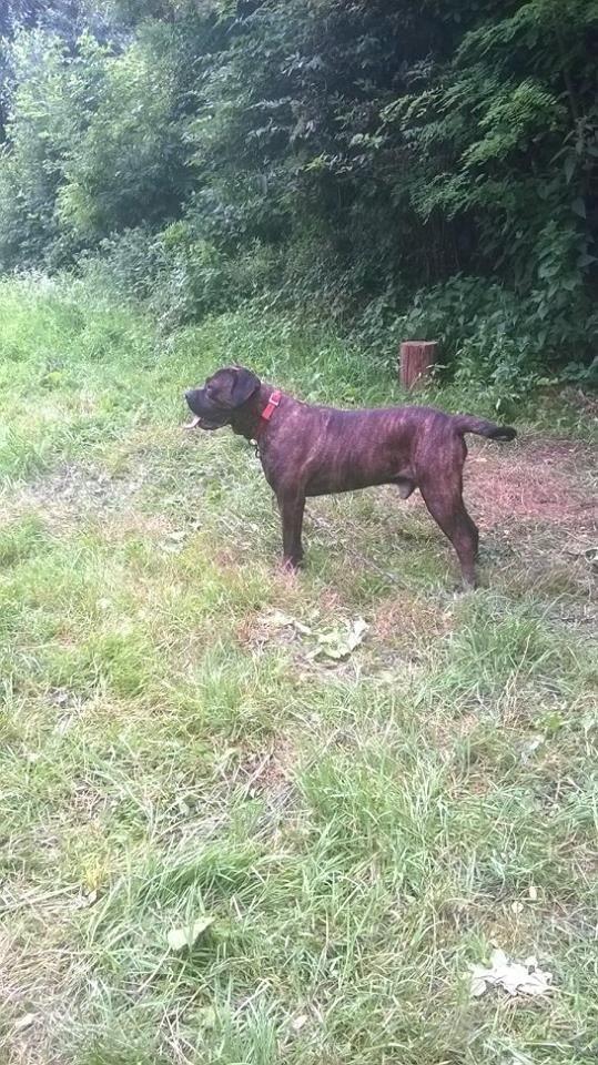 Cane-Corso