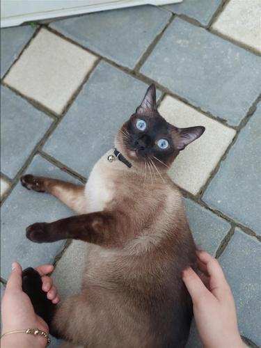 Shitet maca siamese