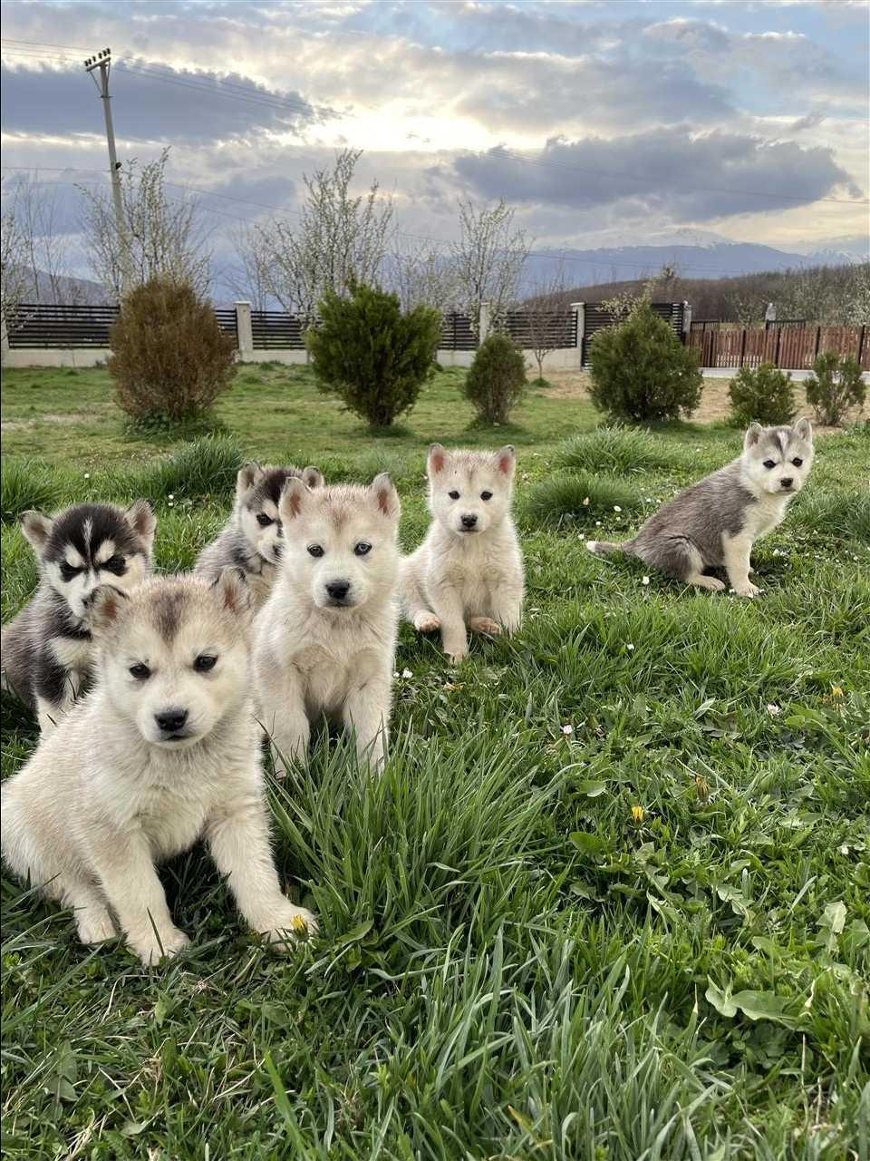Hasky