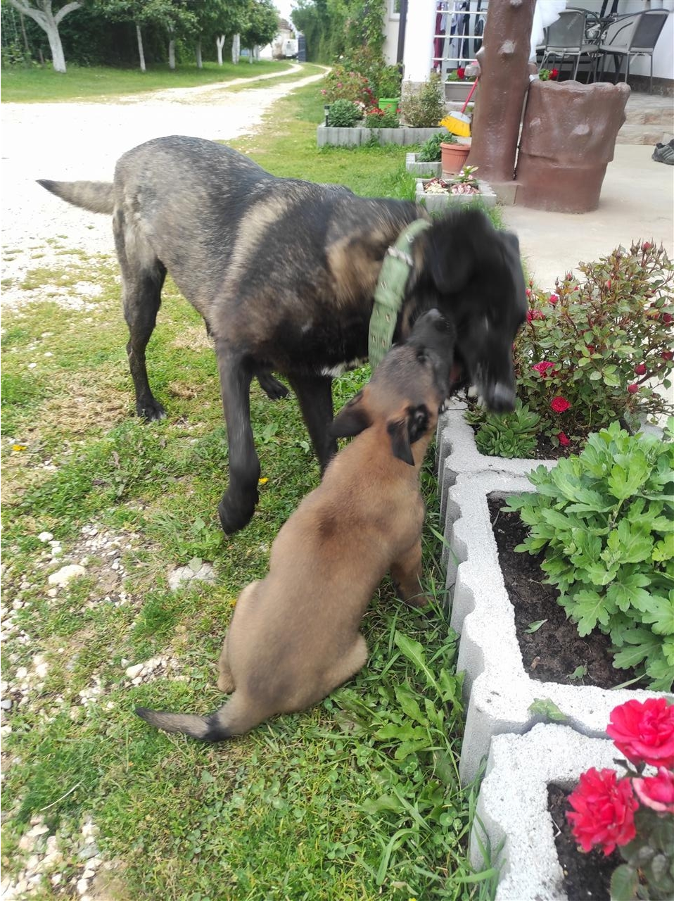 qen-Belg-malinois