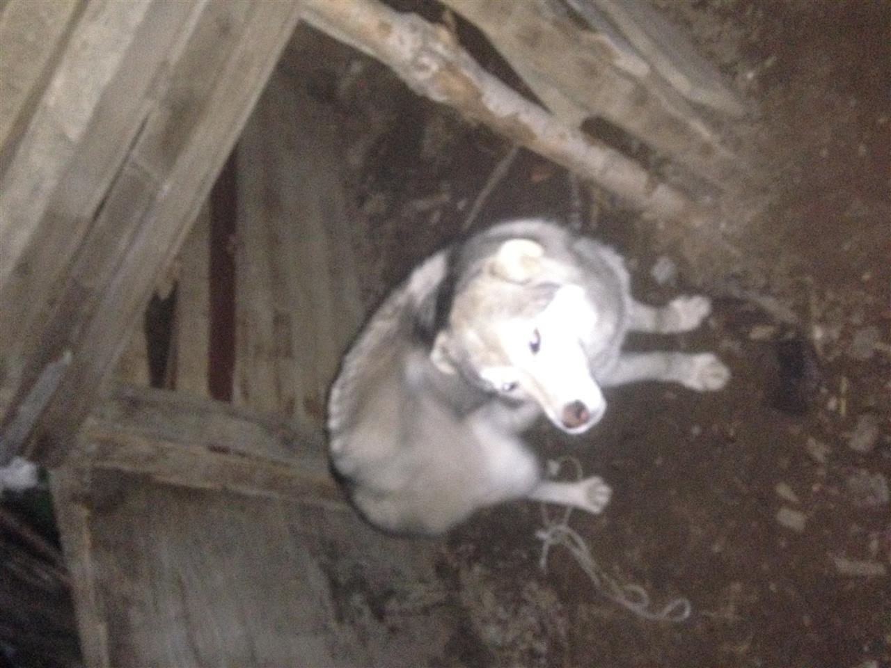 Husky-