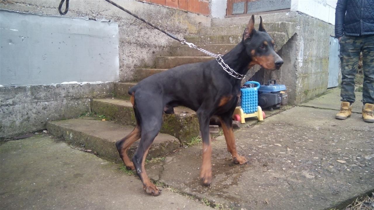 Doberman-